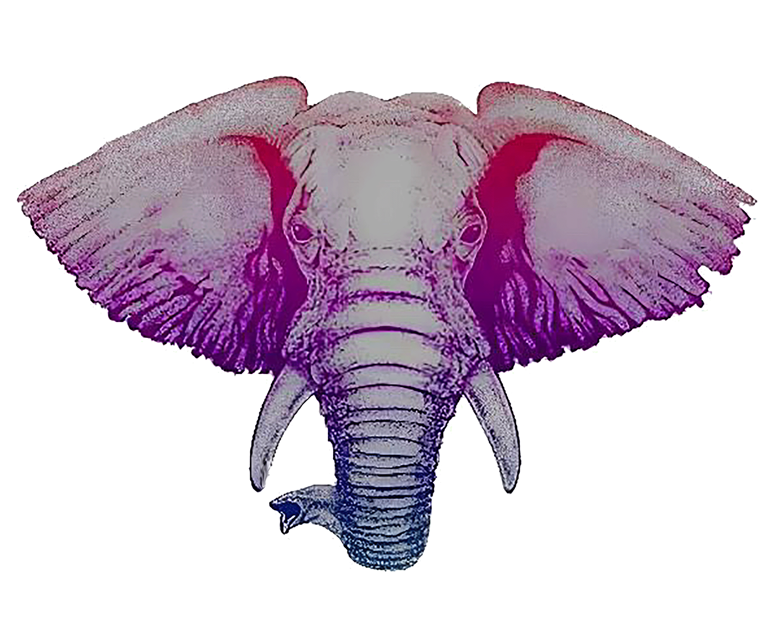 Exotic Elephant LLC